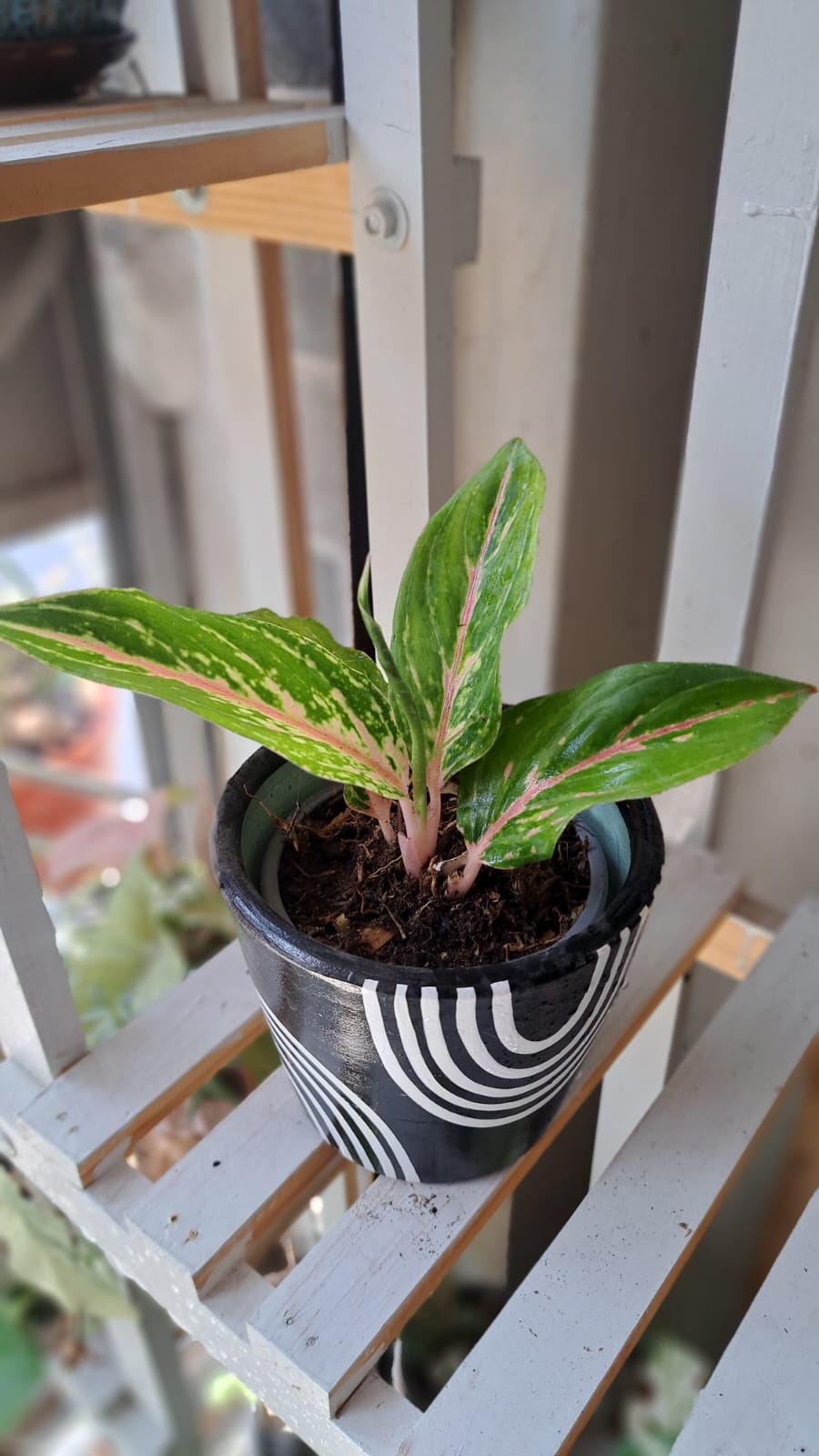 Caladium